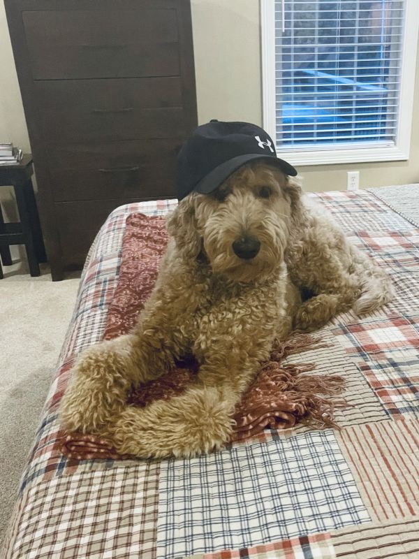 Our Goldendoodle, Holly