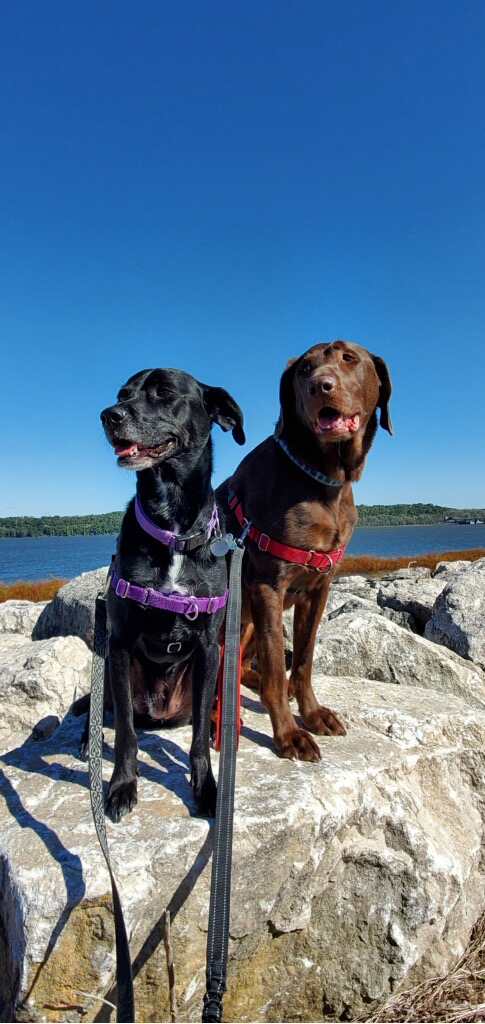 Bailey & Trooper Walking by the River