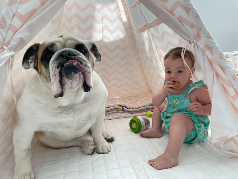 Dozer & Harper Playing Together