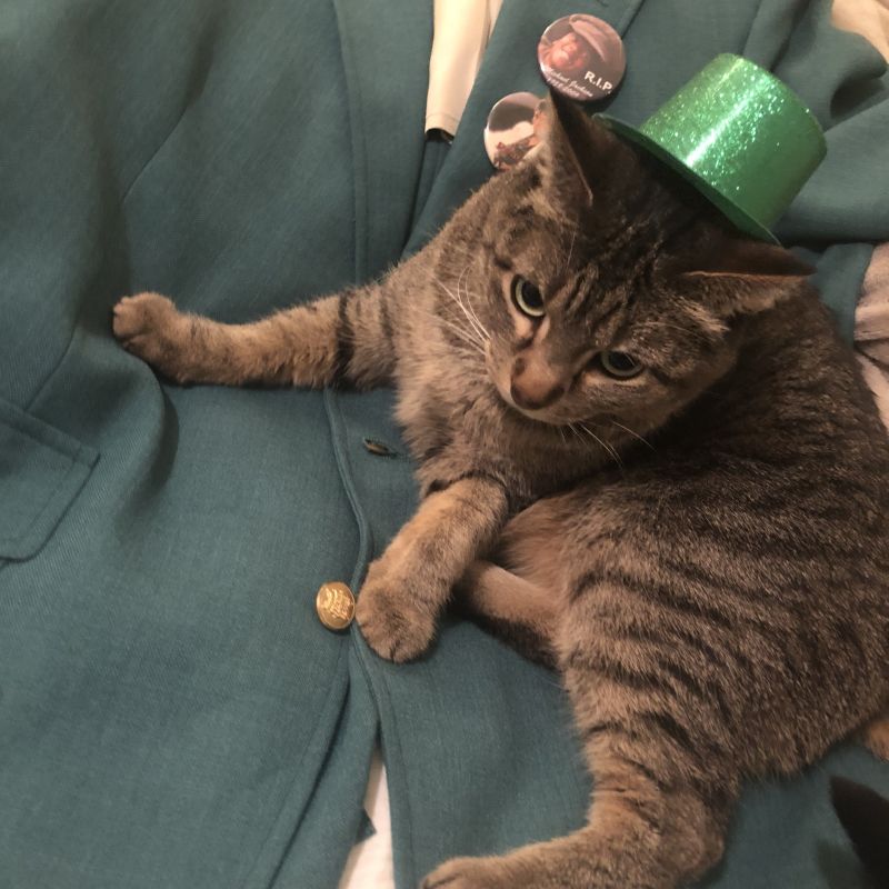 Loki During St. Patrick's Day