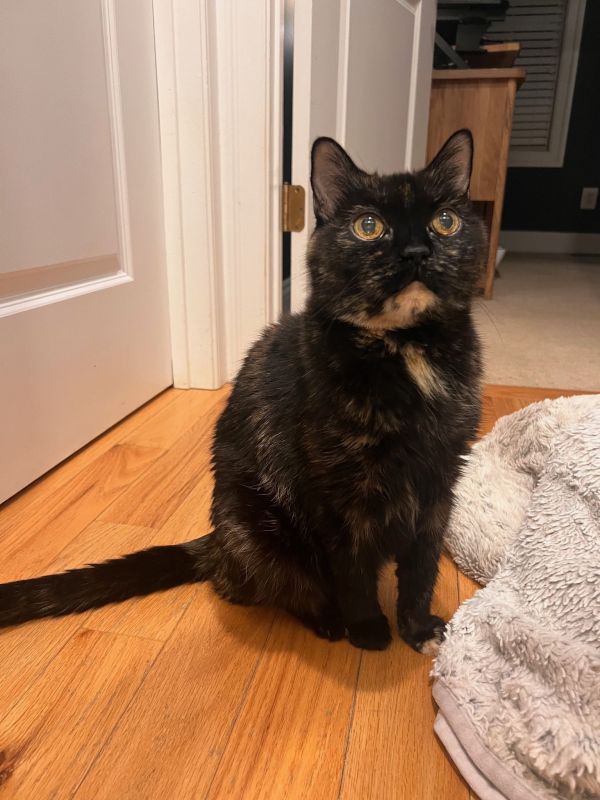 Our Other Cat Pumpkin
