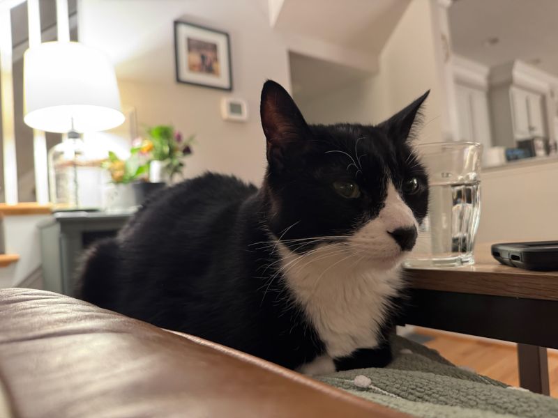 Our Cat Charlie Chaplain