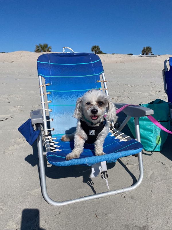 Ollie Claiming His Beach Chair