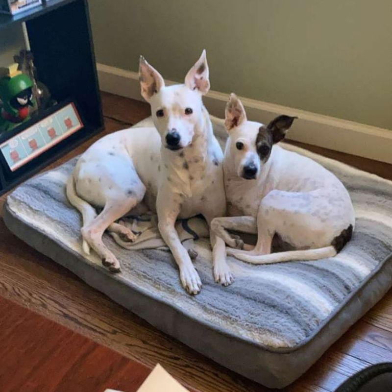 Our Pups, Emmy & Stevie