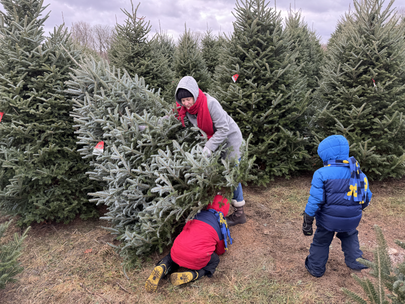 Picking Our Christmas Tree