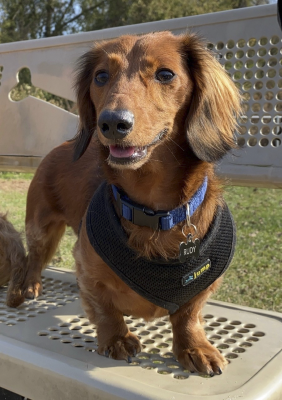 Rudy Enjoying the Day