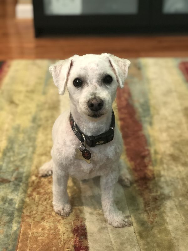Our Fur Baby, Boba