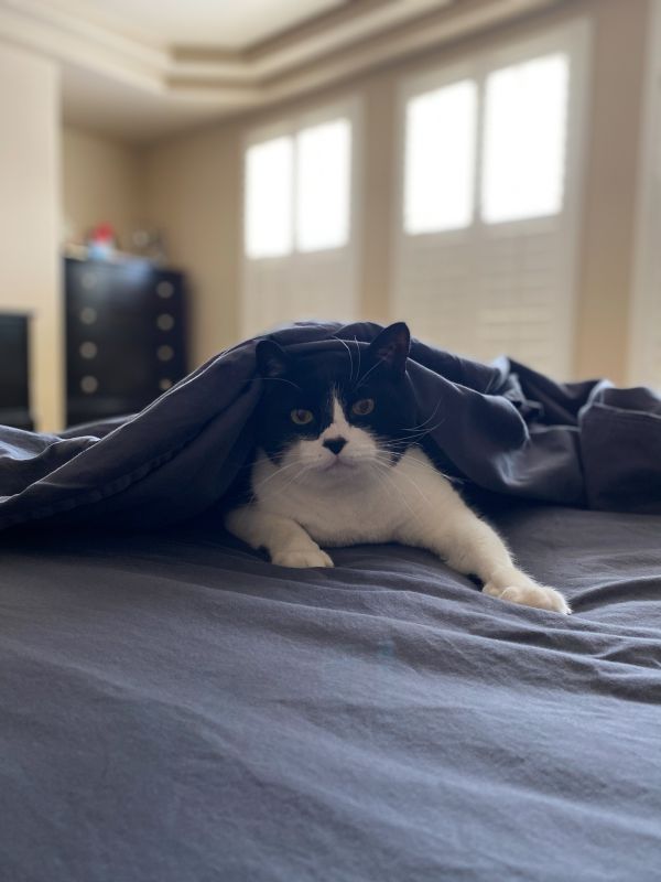 Mosely Is Either Lazy or Playful